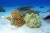 Avertisment ONU: Marea Barieră de Corali este în pericol! 18812298