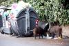Incredibil! Porcii mistreți se plimbă nestingheriți prin Roma. Iată imaginile 18812533