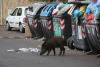 Incredibil! Porcii mistreți se plimbă nestingheriți prin Roma. Iată imaginile 18812538