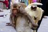 Imagini înduioșătoare: o maimuță și un cățel, tandrețe fără limite 18817842