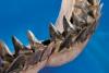 Descoperire senzațională: Un copil a găsit pe o plajă un dinte de rechin megalodon! 18819652