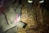 O văcuță a fost salvată din mlaștină de pompierii tulceni 18819990