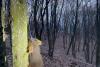 Cruzime fără margini! Doi câini de la o stână au fost spânzurați de copaci 18820469