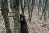 Cruzime fără margini! Doi câini de la o stână au fost spânzurați de copaci 18820471
