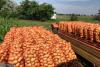 România exportă cartofi şi îi importă congelaţi 18825332
