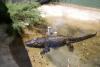 New York, un loc periculos: Aligator, capturat într-un parc din Brooklyn 18826560