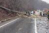 Un copac a căzut peste o mașină aflată în mers, în Sighișoara 18827429