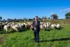 Incredibil: O turmă de oi a fost dusă la Pompei pentru a ajuta la conservarea ruinelor antice 18829319