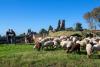 Incredibil: O turmă de oi a fost dusă la Pompei pentru a ajuta la conservarea ruinelor antice 18829321