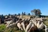 Incredibil: O turmă de oi a fost dusă la Pompei pentru a ajuta la conservarea ruinelor antice 18829322