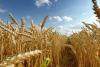 VIDEO Criza cerealelor din Ucraina provoacă proteste cu utilaje agricole în România 18833465