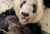 Un urs panda gigant se va întoarce în China după ce a stat 20 de ani în SUA 18833709