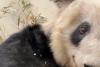 Un urs panda gigant se va întoarce în China după ce a stat 20 de ani în SUA 18833710
