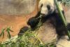 Un urs panda gigant se va întoarce în China după ce a stat 20 de ani în SUA 18833711