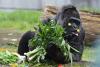 Fatou, cea mai bătrână gorilă din lume aflată în captivitate și-a sărbătorit cea de-a 66-a aniversare 18834567