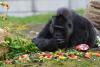 Fatou, cea mai bătrână gorilă din lume aflată în captivitate și-a sărbătorit cea de-a 66-a aniversare 18834568