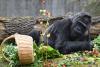 Fatou, cea mai bătrână gorilă din lume aflată în captivitate și-a sărbătorit cea de-a 66-a aniversare 18834569