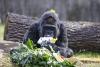 Fatou, cea mai bătrână gorilă din lume aflată în captivitate și-a sărbătorit cea de-a 66-a aniversare 18834570