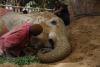Un elefant a murit la grădina zoologică din Pakistan la doar 17 ani 18835907