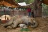Un elefant a murit la grădina zoologică din Pakistan la doar 17 ani 18835911