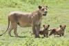 Masacru: Zece lei au fost uciși în Kenya 18839423