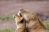 Masacru: Zece lei au fost uciși în Kenya 18839424