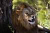 Masacru: Zece lei au fost uciși în Kenya 18839425