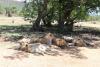 Masacru: Zece lei au fost uciși în Kenya 18839426