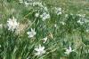 Poiana cu Narcise din Munții Rodnei a început să înflorească 18840570