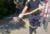 Jandarmii și angajații ISU au prins un șarpe urcat într-un copac în apropierea unui bloc 18842923