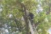Jandarmii și angajații ISU au prins un șarpe urcat într-un copac în apropierea unui bloc 18842924