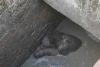 O ursoaică a căzut într-o fosă din Sinaia și și-a ținut puiul pe creștet pentru a-l proteja 18851114