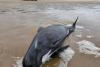100 de balene au eșuat pe o plajă din Australia. Zeci dintre acestea au murit 18851675