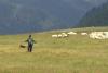 Ciobanul cu facultate de pe Transalpina: „Tot cu oile îmi place mai mult. Să dorm în cojoc, sub cerul liber” 18852565