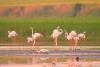 Fenomen rar în România. Imagini spectaculoase cu păsările flamingo în Dobrogea 18854334