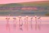 Fenomen rar în România. Imagini spectaculoase cu păsările flamingo în Dobrogea 18854335