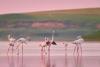 Fenomen rar în România. Imagini spectaculoase cu păsările flamingo în Dobrogea 18854336