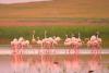 Fenomen rar în România. Imagini spectaculoase cu păsările flamingo în Dobrogea 18854339