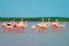 Fenomen rar în România. Imagini spectaculoase cu păsările flamingo în Dobrogea 18854340