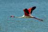 Fenomen rar în România. Imagini spectaculoase cu păsările flamingo în Dobrogea 18854341