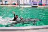 O asociere spectaculoasă: Corul Madrigal și delfinii din Constanța! 18855138