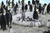 Încălzirea globală produce dezastre: Aproximativ 10.000 de pui de pinguin imperial au murit după ce gheața s-a topit 18856197