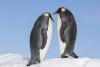 Încălzirea globală produce dezastre: Aproximativ 10.000 de pui de pinguin imperial au murit după ce gheața s-a topit 18856201