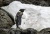 Încălzirea globală produce dezastre: Aproximativ 10.000 de pui de pinguin imperial au murit după ce gheața s-a topit 18856203