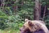 Pericolul de pe Transfăgărășan: România, promovată internațional ca țara ursuleților prietenoși 18857825