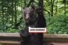 Pericolul de pe Transfăgărășan: România, promovată internațional ca țara ursuleților prietenoși 18857826