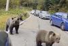 Pericolul de pe Transfăgărășan: România, promovată internațional ca țara ursuleților prietenoși 18857828