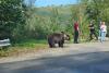 Turiști pe Transfăgărășan, în pericol după ce au vrut să fotografieze un urs: „Îi dau de mâncare. Nu e voie măi...” 18862151