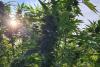 A fost descoperită o nouă plantație de cannabis pe un teren de lângă Luduș 18863539