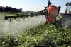 România se revoltă împotriva reducerii de-a valma a consumului de pesticide în agricultură 18865260